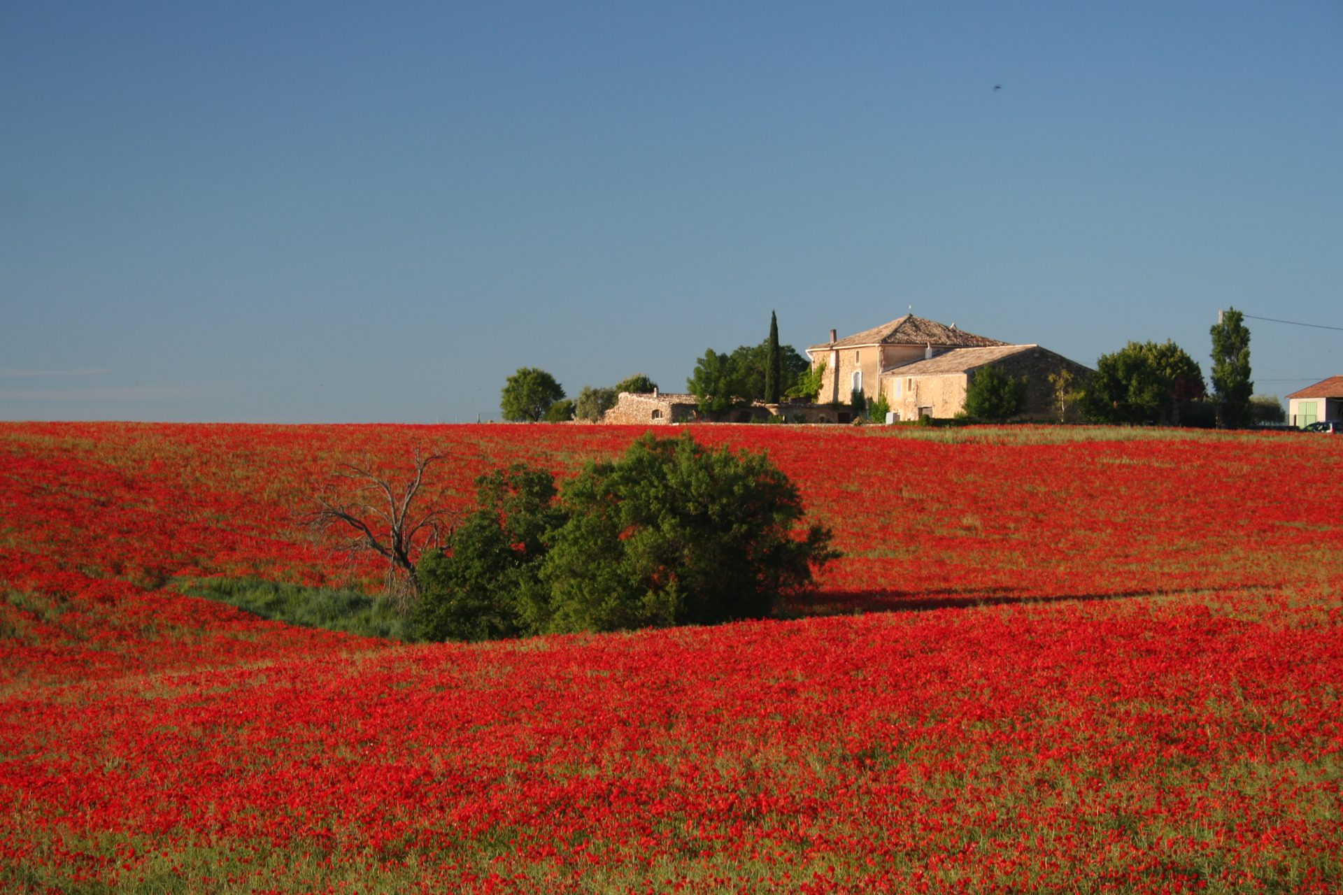 La bastide au milieu d'un champ de coquelicots, Valensole